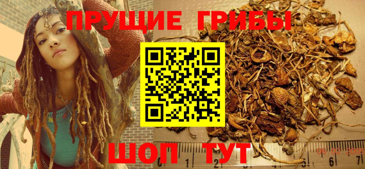 Галлюциногенные грибы Psilocybe Нефтекамск